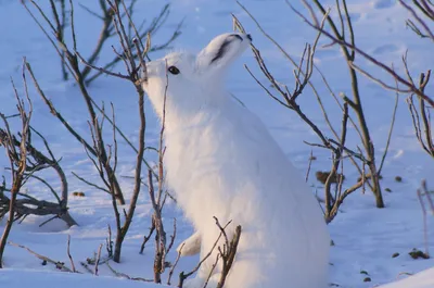 Заяц-беляк зимой на кормёжке — Фото №48914