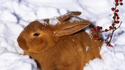 Скачать 1920x1080 зима, заяц, кролик, снег, ягоды, рыжий обои, картинки  full hd, hdtv, fhd, 1080p
