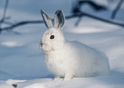 картинки : снег, зима, белый, Млекопитающее, Фауна, заяц, Бакенбарды,  Позвоночный, Домашний кролик, Рабы и зайцы 3385x2401 - - 1407970 - красивые  картинки - PxHere