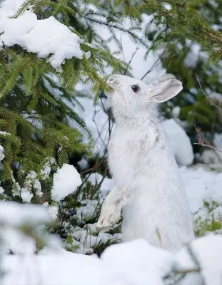 Заяц зимой в лесу (77 фото) »