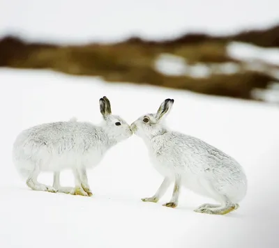 Скачать обои снег, зима, зайцы, шотландия, заяц разрешение 960x854 #126608