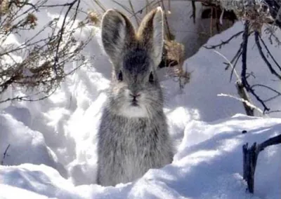 кролик зимой в лесу стоковое изображение. изображение насчитывающей зима -  262751063