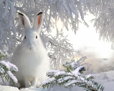Заяц в снегу арт - 52 фото