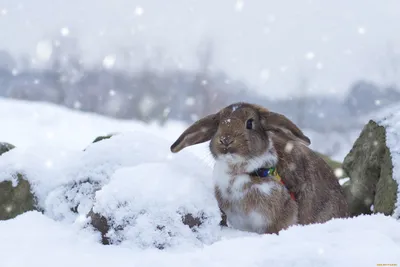 Картинки заяц зимой заяц летом (68 фото) » Картинки и статусы про  окружающий мир вокруг