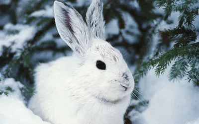 Обои Животные Кролики, зайцы, обои для рабочего стола, фотографии животные,  кролики, зайцы, зима, кролик, снег Обои для рабочего стола, скачать обои  картинки заставки на рабочий стол.