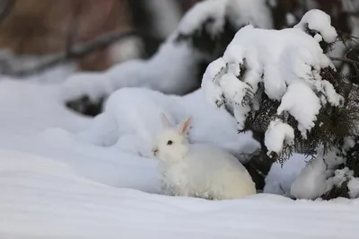 Картина на холсте с подрамником ХитАрт белый заяц; заяц в лесу; заяц зимой  5 70x90 - купить по низкой цене в интернет-магазине OZON (686952945)