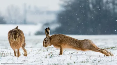 Содержание кроликов на улице в зимнее время года - новость от компании  Панкроль ЮГ