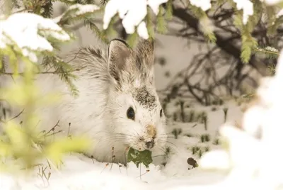 Заяц-беляк (лат. Lepus timidus)