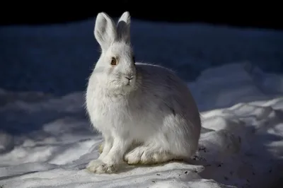 Скачать обои снег, зима, кролик, холодно, заяц разрешение 1600x1200 #169024