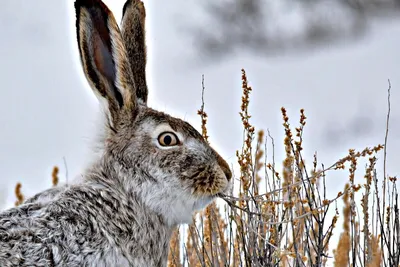Обои заяц, снег, зима, окрас, маскировка картинки на рабочий стол, фото  скачать бесплатно
