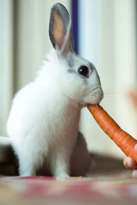 Картинка зайчик с морковкой - 56 фото