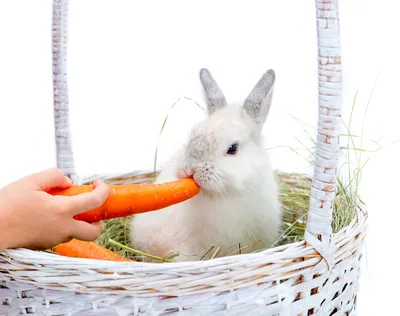 Мягкая игрушка Зайчик морковка, муз. 46см, см. описание (ID#1218321546),  цена: 225 ₴, купить на Prom.ua