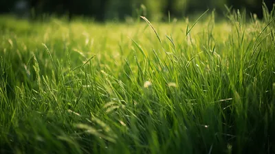 трава травянистое растение зеленая трава, зеленая трава, зеленый, растение  фон картинки и Фото для бесплатной загрузки