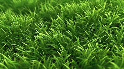 Почему трава зеленая: пояснения из физики, биологии, химии