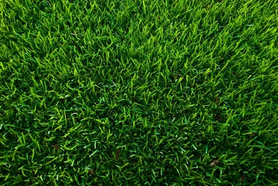 сочная зеленая текстура травы естественный фон высокого разрешения в 3d,  травяной пол, текстура травы, зеленая трава фон картинки и Фото для  бесплатной загрузки