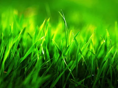 Обои Зеленая трава, 4k, HD, 8k, поле, роса, Green grass, 4k, HD wallpaper,  8k, field, dew, Природа #4708