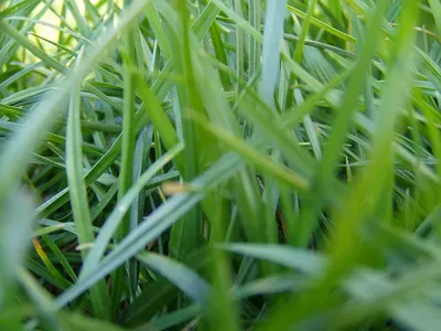 Газонные травы: виды и состав | 8 видов газона, не требующие стрижки
