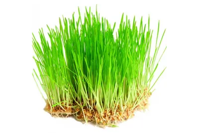 Трава Роса Растение - Бесплатное фото на Pixabay - Pixabay