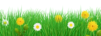 Теневая газонная трава (трава для тени) - купить в рулонах, узнать цены или  заказать оптом от производителя в Трансстрой Озеленение.