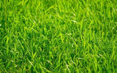 Трава Фон Зеленая - Бесплатное фото на Pixabay - Pixabay