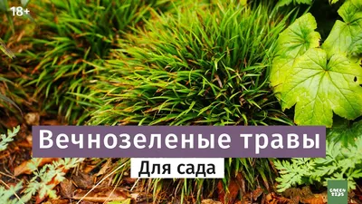Ковролин Трава искусственная Grass Komfort зеленая 8 мм 4 м купить недорого  в интернет-магазине напольных покрытий Бауцентр
