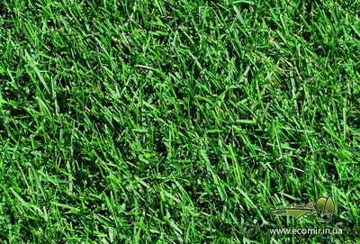 Ковролин Трава искусственная Grass Komfort зеленая 8 мм 4 м купить недорого  в интернет-магазине напольных покрытий Бауцентр