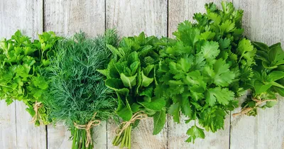 Четыре полезных сорта зелени, которую стоит добавить в свой рацион питания  летом - статья от Кафе Гармония