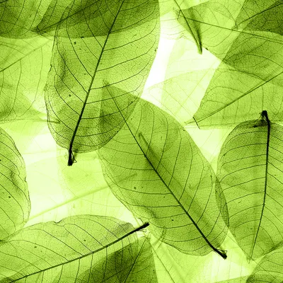 Зеленые листья фон - 65 фото