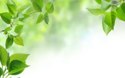 Зеленые листья и зелень — 12 фото с большим разрешением — Abali.ru
