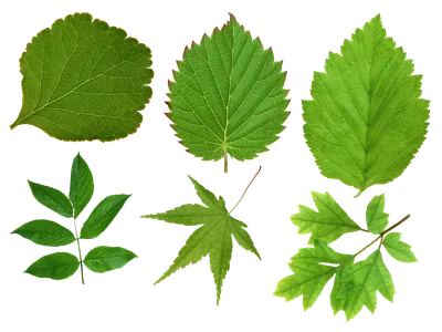 зеленые листья стоковое фото. изображение насчитывающей флористическо -  2953986