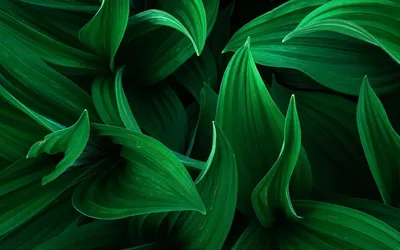 Тропические зеленые листья» картина Мингазовой Гульфии маслом на холсте —  купить на ArtNow.ru