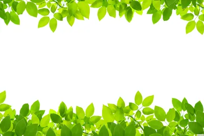 Зеленые листья деревьев - шаблон для создания презентации PowerPoint