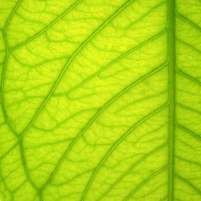 Больше 100 000 бесплатных фотографий на тему «Листья» и «»Осень - Pixabay