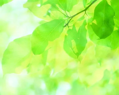 зеленый лист, кленовый лист зеленый, зеленый лист, клен, лист, цвет png |  Klipartz