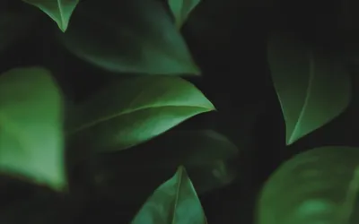 Зелёные листья на изолированном фоне, рисунок акварели Иллюстрация штока -  иллюстрации насчитывающей экологичность, экзотическо: 160015236