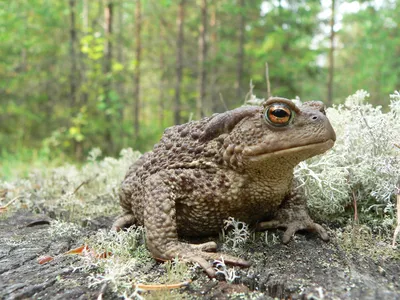 Обыкновенная (серая) жаба (Bufo bufo)