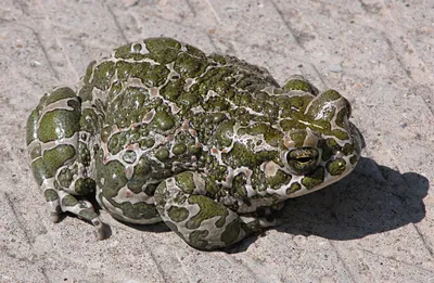 Зелёная жаба — Википедия