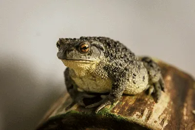 Дальневосточная жаба — Bufo gargarizans. Экспозиция Экспозиция  \"Экзотариум\". Сахалинский зооботанический парк.