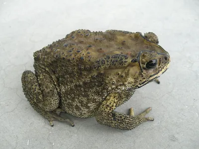Чернорубцовая жаба — Википедия