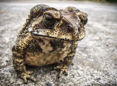 Обнаружена жаба похожая на гадюку | Ветеринария и жизнь