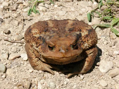 Кавказская жаба (Bufo verrucosissimus)