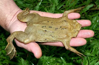 Серая (обыкновенная) жаба | Животный мир и природа Красноярского края
