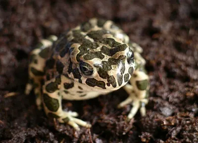 Трипофобная жаба | Пикабу