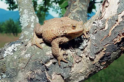 Жабы и лягушки – сходства и отличия — Алтайский биосферный заповедник