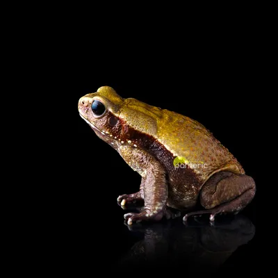 Толстая жаба» — создано в Шедевруме