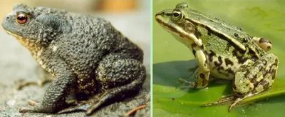 Чем жаба отличается от лягушки? Почему это важно знать в сезон шашлыков и  дач? | Книга животных | Дзен