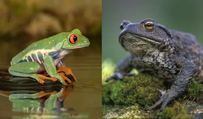 Карибская жаба (Peltophryne) - Toki