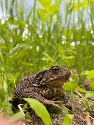 Обыкновенная жаба (серая жаба, коровница) | NATTOUR