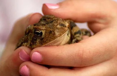 Крошечные бразильские жабы не умеют приземляться из-за размеров внутреннего  уха