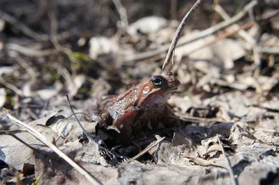 американская жаба 5 стоковое фото. изображение насчитывающей количества -  1508092